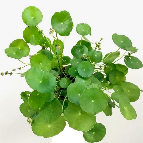 Hydrocotyle vulgaris - Ecuelle d'eau en pot